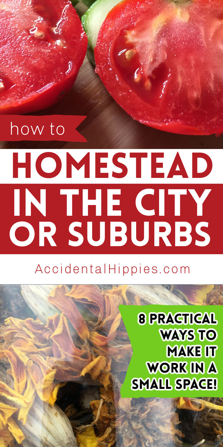 Text: How to Homestead in the City or Suburbs AccidentalHippies.com Image top: cut cherry tomatoes Image bottom: dried marigolds for seeds